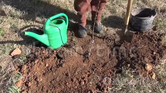 种植后用园丁浇灌苹果树发芽视频