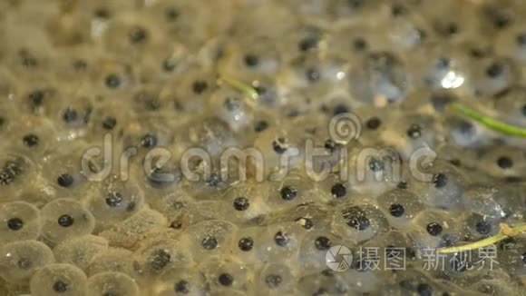 产卵,癞蛤蟆蛋的宏.短视频