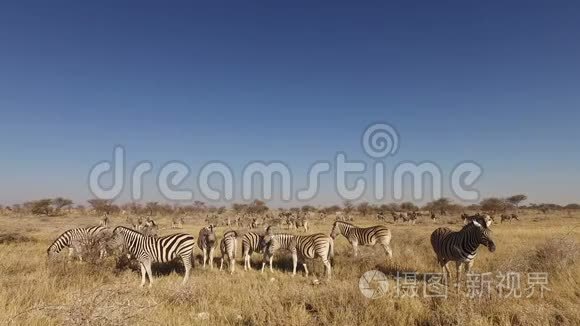 平原斑马群-Etosha