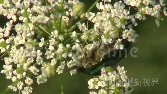 美丽的夏天虫甲虫天蛾视频