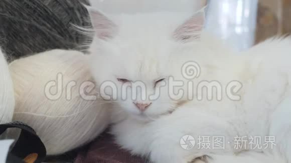 老白猫睡在桌子旁边的生活方式球编织。 坐在旁边的老白猫