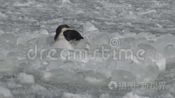 黑刺的罗昂加维亚北极视频