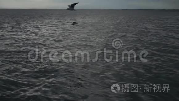 海鸟在海上缓慢飞行视频