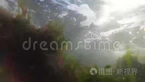 黑海中的海绿浒苔和红藻斑藻视频