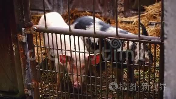 饲养动物场稳定的幼猪视频