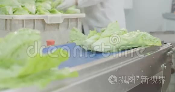 工人在温室里采摘和包装疏水阀视频