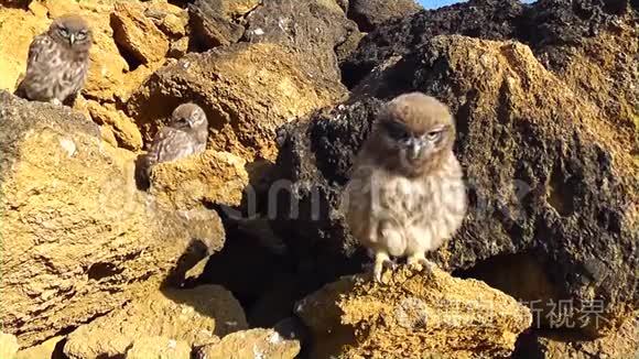 洞附近的一只小猫头鹰视频