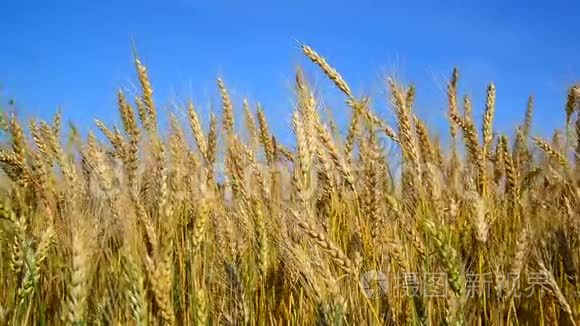 成熟的小麦在风中摇摆。 俄罗斯