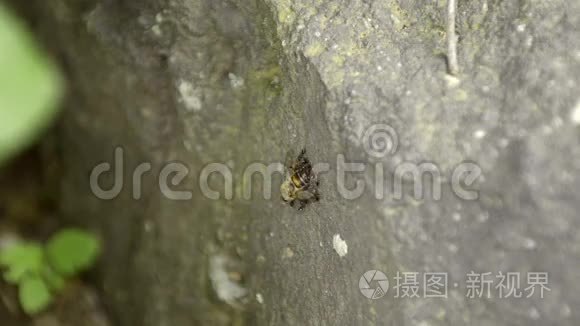 日本寺饮水机视频