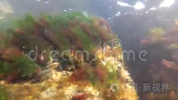 黑海中的海绿浒苔和红藻斑藻视频