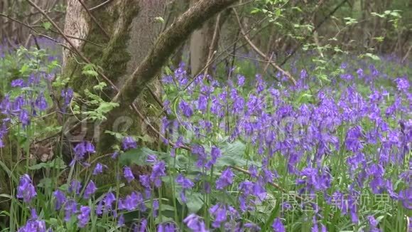 蓝铃在英国木材中开花视频