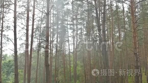 森林中的烟雾夏季从火慢动作视频