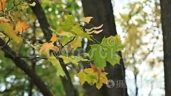 美丽的Autum叶，绿色和黄色