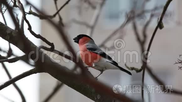 一只牛翅鸟坐在山上的灰树枝上视频