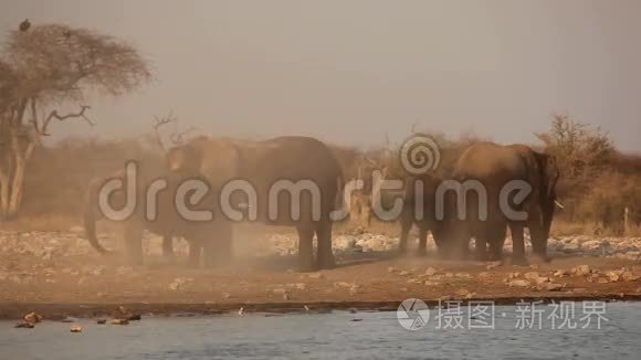 尘土中的非洲象