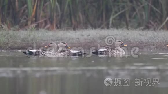 一群印度斑鸭视频