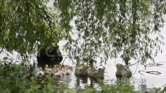 池塘附近草地上的家鹅视频