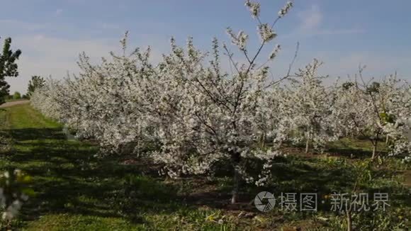 东欧开花的苹果树视频