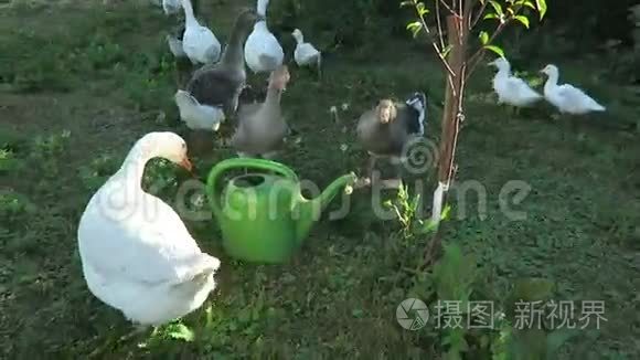 草地上的小鸭子和鹅视频
