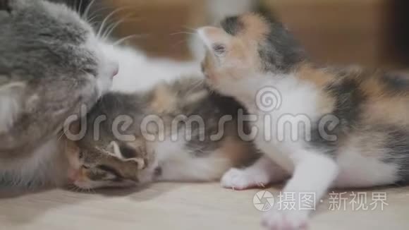 三色猫妈妈抱着小猫走第一步.. 猫舔小猫慢动作视频。 猫舔猫