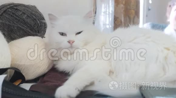 老白猫睡在生活方式的桌子旁边的球编织。 坐在旁边的老白猫