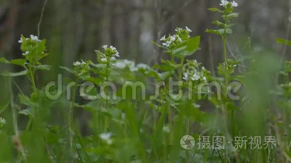 草绿在山水林田白花自然视频