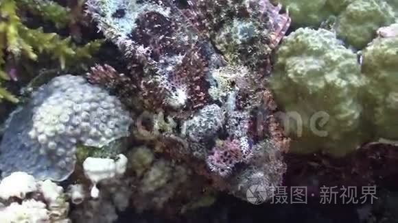 充满活力的珊瑚礁上的石鱼视频