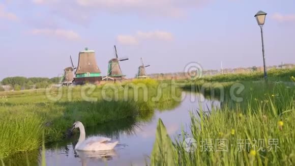 荷兰温德米尔斯的天鹅视频