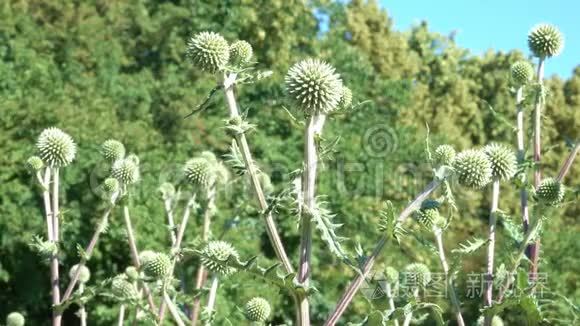 自然植物人屏幕保护录像视频