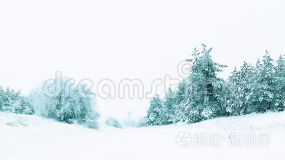 圣诞树。 森林中美丽的冬雪景观.. 树圣诞运动稳定。 它正在下雪