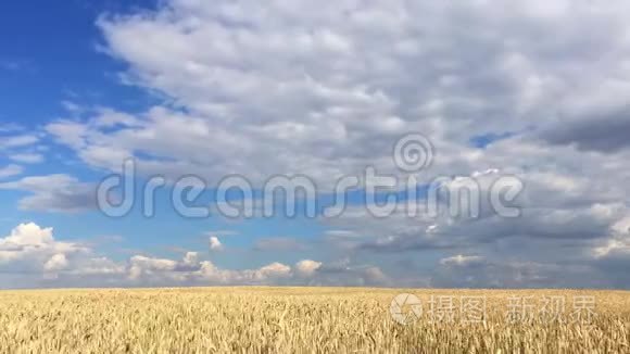 波西米亚中部高地的麦田视频