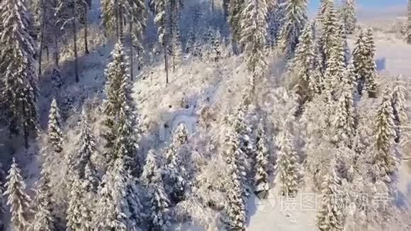 飞越雪山针叶林.. 晴朗晴朗的霜冻天气