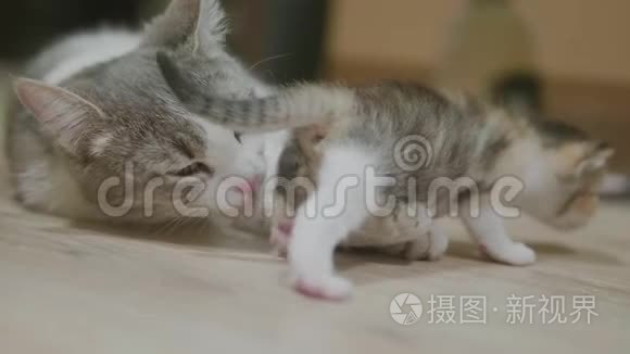 三色猫妈妈抱着小猫走第一步.. 猫舔小猫。 猫舔小猫慢动作
