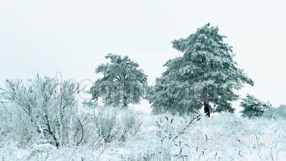 圣诞树。 森林里美丽的冬天下雪景观。 树圣诞生活方式运动稳定。 是的