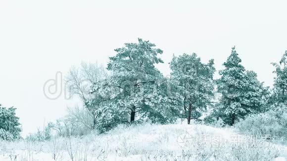 圣诞树。 森林里美丽的冬天下雪景观。 树圣诞运动稳定。 下雪了