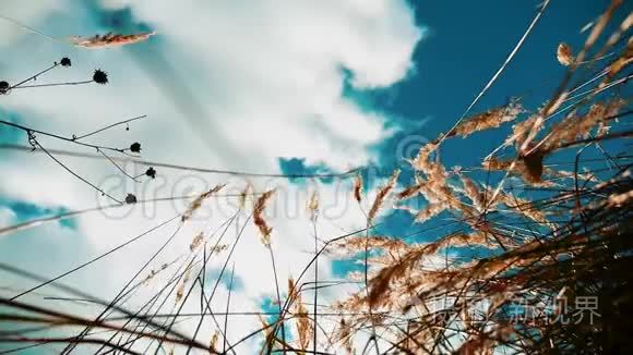 干草映衬蓝天山水，秋干映衬蓝天枝映衬背景自然.. 俄罗斯