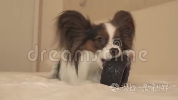 幼犬品种帕皮隆大陆玩具猎犬啃橡胶轮胎一个有趣的轮胎更换库存录像