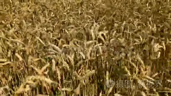 农业领域的成熟黑麦视频