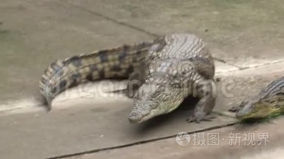 尼罗河鳄鱼视频
