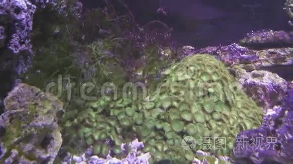 海洋水族馆珊瑚鱼礁录像