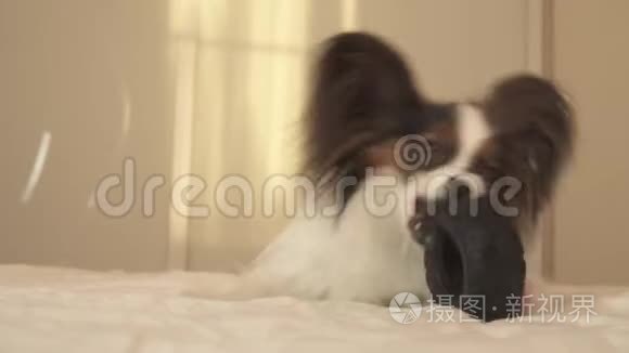 幼犬品种帕皮隆大陆玩具猎犬啃橡胶轮胎-一个有趣的轮胎更换库存录像