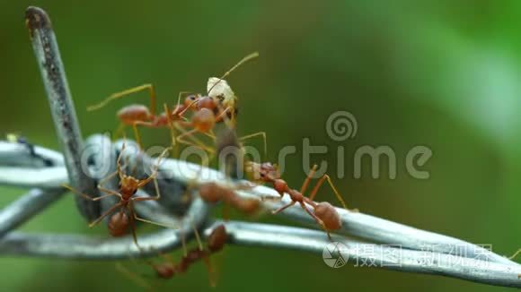 蚂蚁用电线运送食物