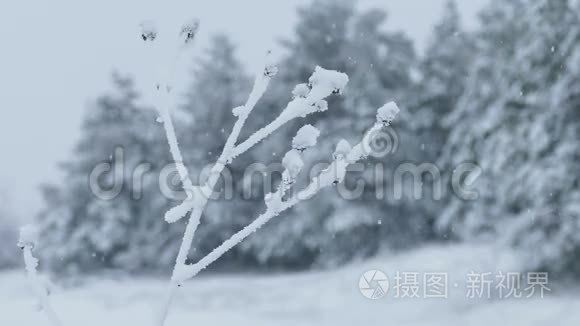 草冰雪冻的冬天漂亮视频