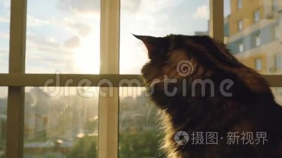 美丽的缅因猫坐在窗户上看日落