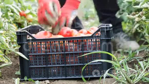 在种植园采摘新鲜西红柿的收获帮手
