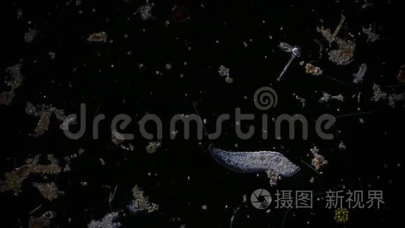 显微镜下池塘水中的微生物视频