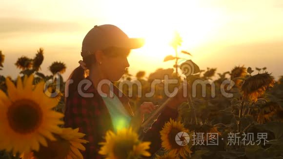 农夫在夕阳下的向日葵田里用一块石碑干活。 农学家研究一种