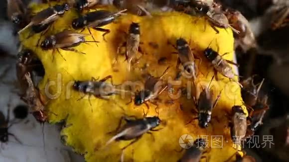 蟋蟀在工业农场吃南瓜视频