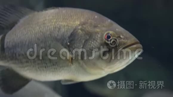 野生鱼类海洋生物