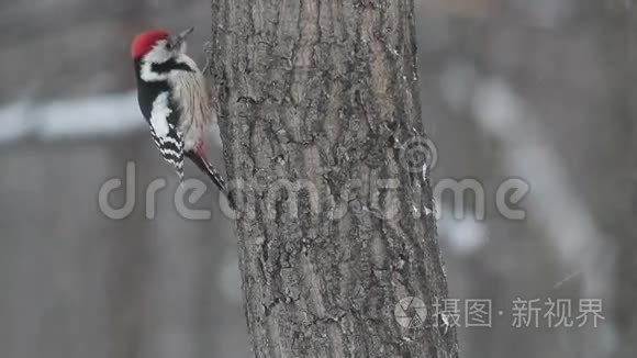 冬季山林中的斑点啄木鸟视频